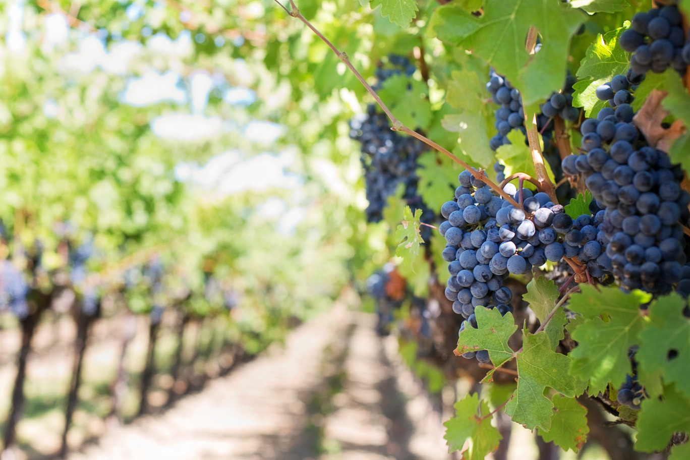 La viticulture a souffert de la sécheresse et des taxes américaines. (@Pixabay)
