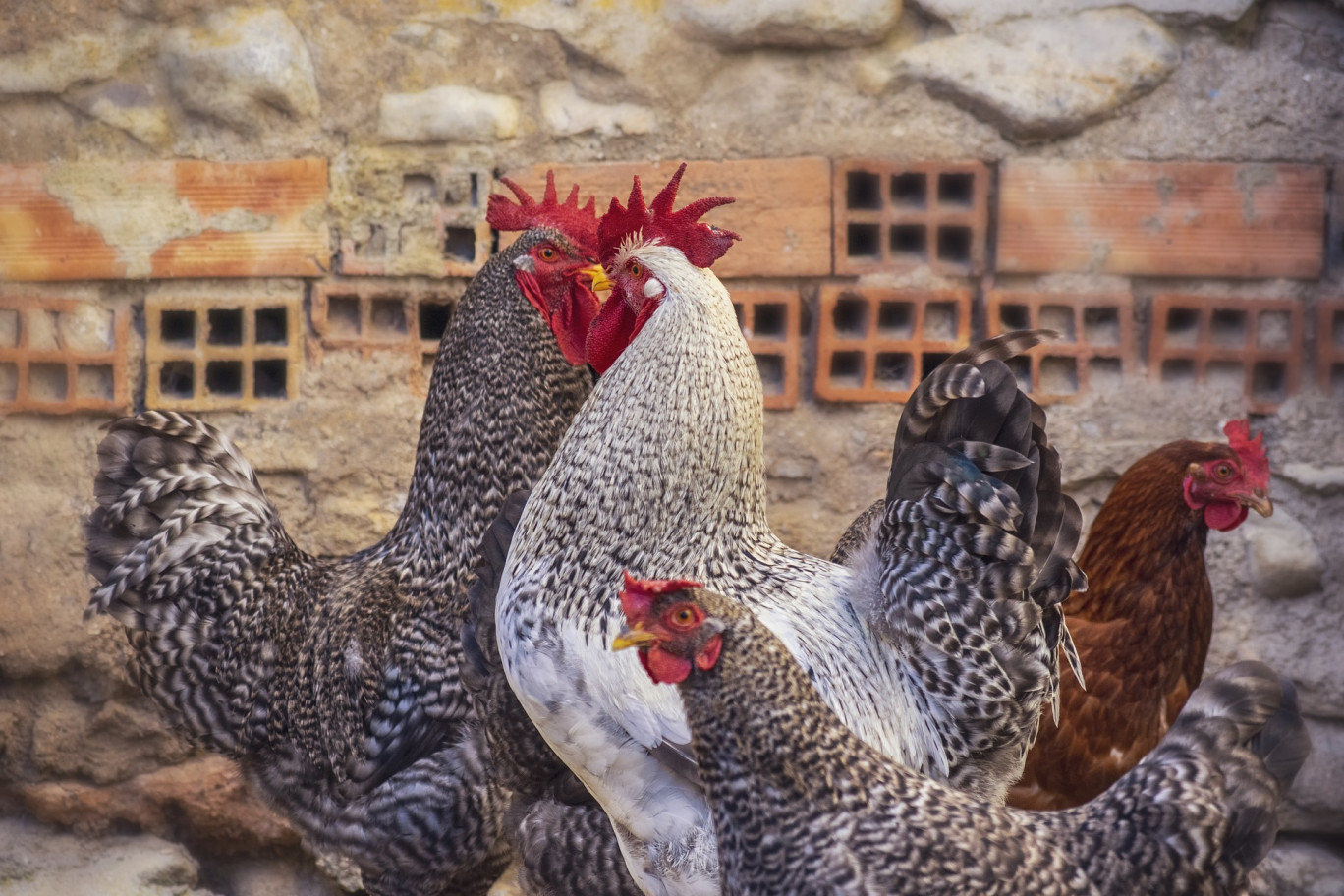 La mairie de Sancé offre des couples de poules pour réduire les déchets organiques
