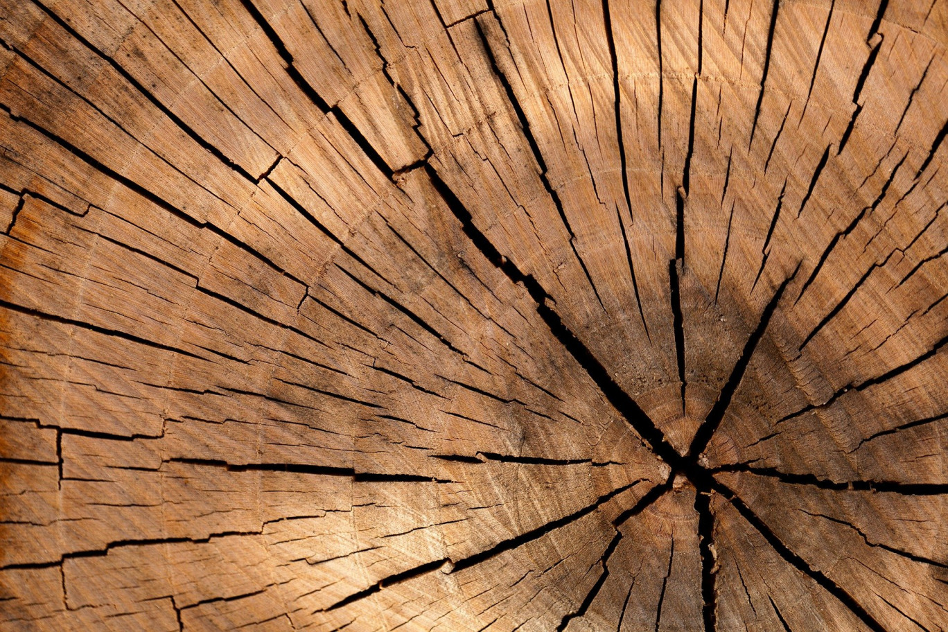 Le bois, clé pour une construction plus durable ?