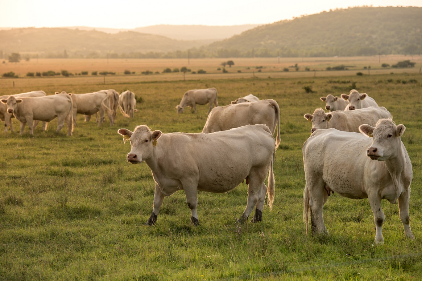Les éleveurs de Bourgogne-Franche-Comté volontaires peuvent bénéficier d’un diagnostic complet pour définir des pistes afin de réduire leur empreinte carbone. (© Pixabay)