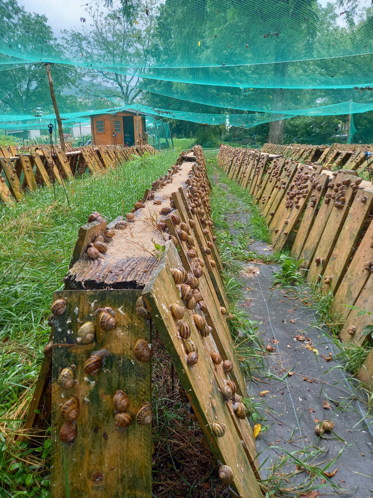 On compte une cinquantaine d’héliciculteurs professionnels dans la région. (© CFA-CFPPA de Châteaufarine)