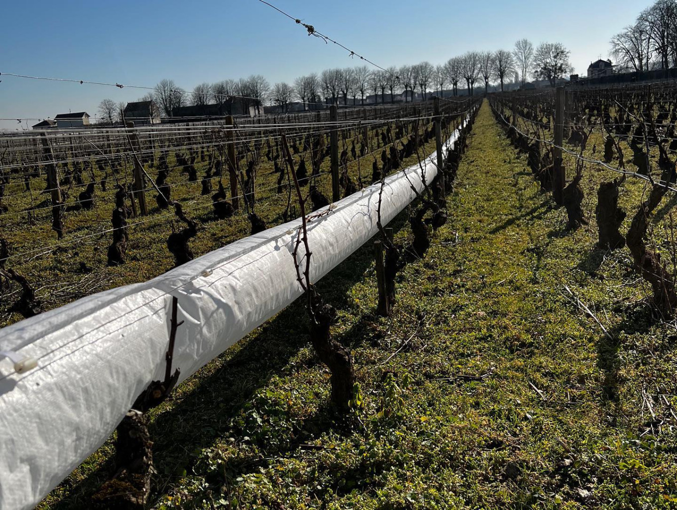 Les gaines soufflantes protègent les vignes du gel en faisant grimper d’environ 10 degrés la température extérieure afin de préserver les bourgeons. (Rtech-Solutions)