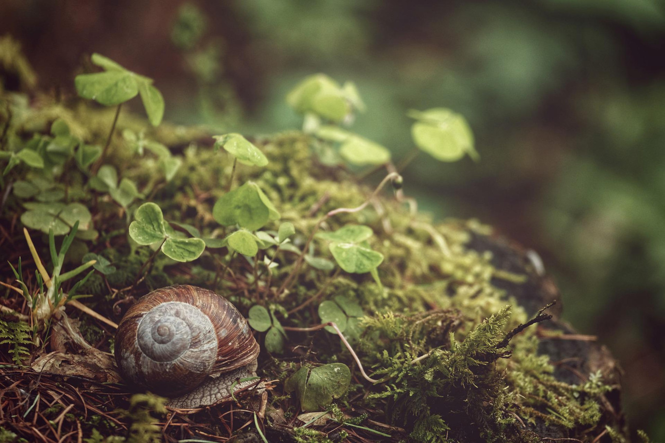 Perrine Doudin met ses escargots en parc en plein air pour garantir une production bio et de qualité. (© Pixabay)