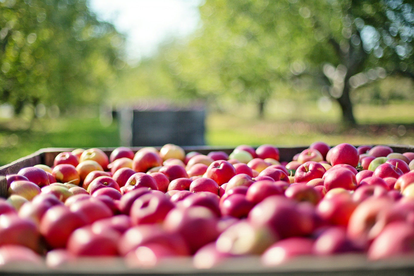 Les récoltes de fruits ont connu une baisse des quantités mais la sécheresse a renforcé les saveurs gustatives. (@Pixabay)