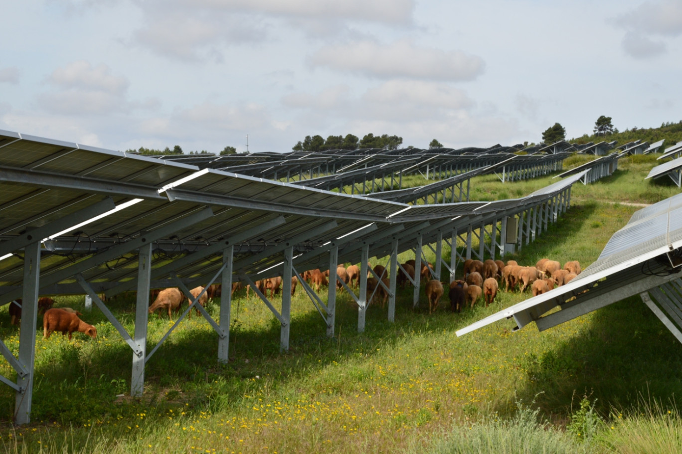 Total Energies multiplie les projets de ferme photovoltaïque. (Total Energies)