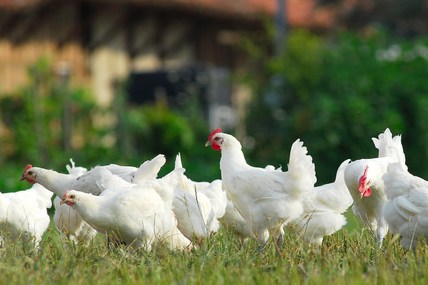 La volaille de Bresse dispose d’un minimum de 15 m2 de prairie d’herbe et d’un poulailler spacieux, 12 poulets maximum par m2 (© CIVB) 