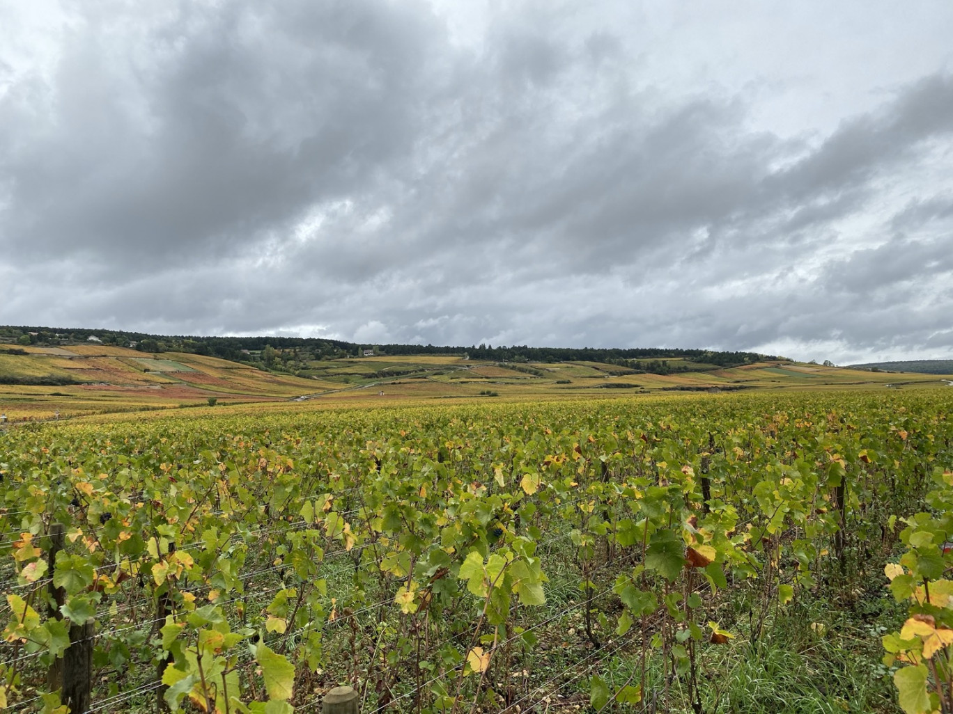 Crédit photo : ©Arnaud Morel / Aletheia Press , « Le site Bourgogne Maps délimite chaque appellation (ici Côte de Beaune) parcelle par parcelle ».