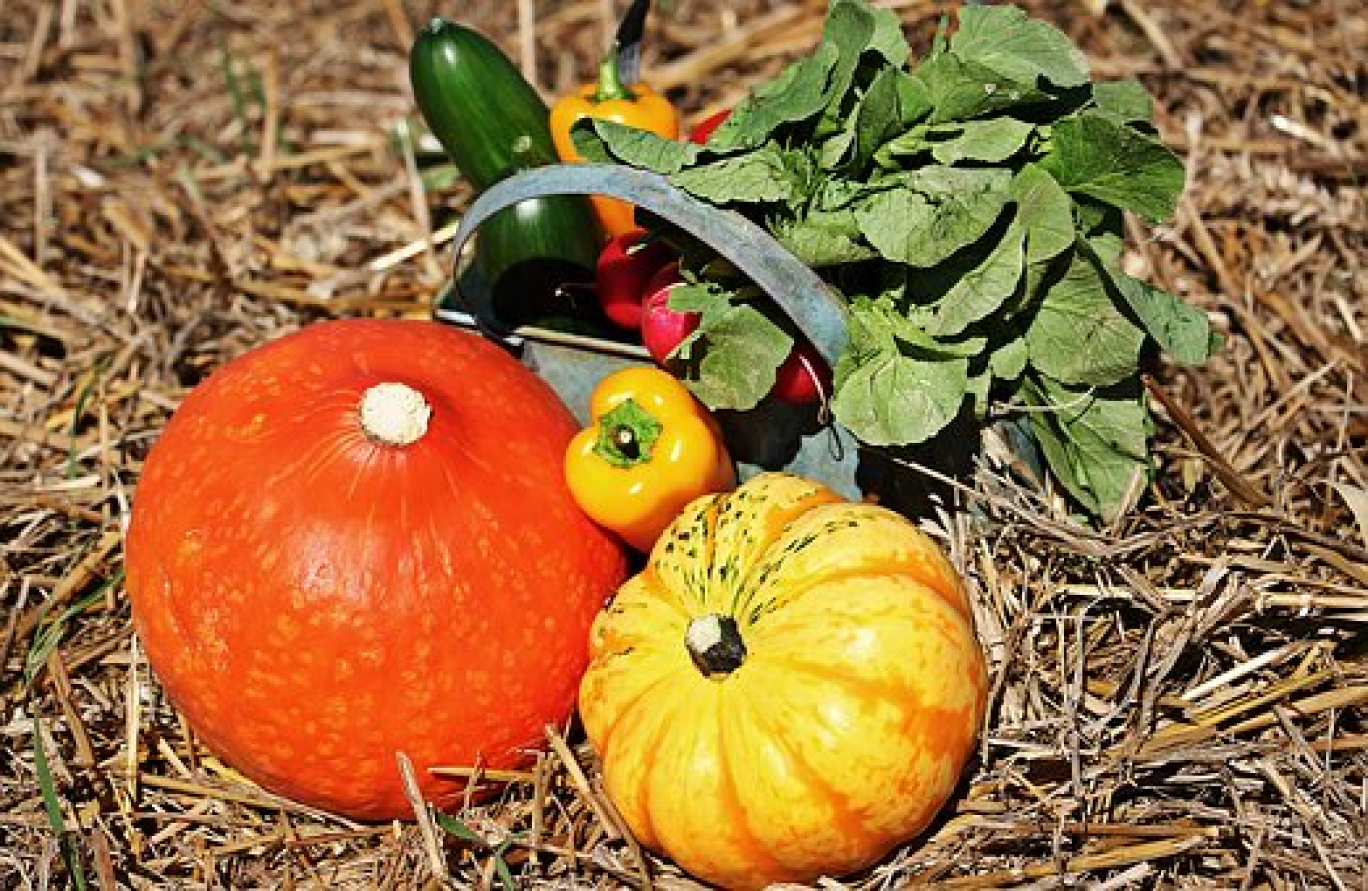 Les Jardins de Virgile soutiennent les paysans dijonnais