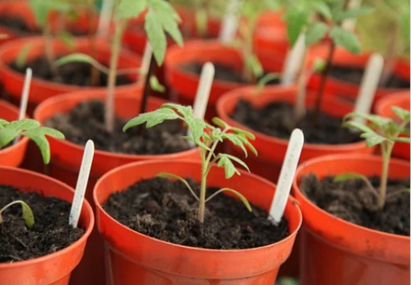 Le « Cercle Laïque Dijonnais » organise une vente de plants de tomates