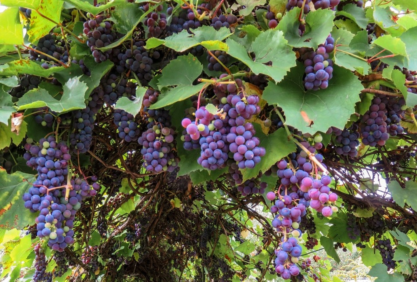 Le recrutement pour les vendanges 2020 a débuté